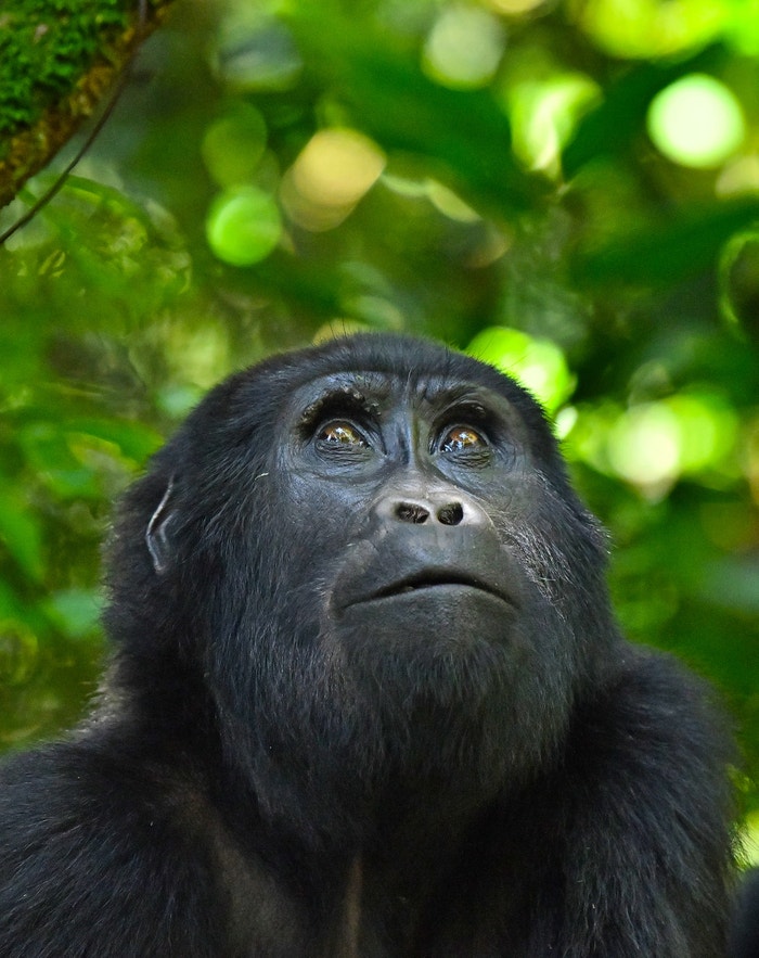 Gorila horská, Bwindi Impenetrable Forest