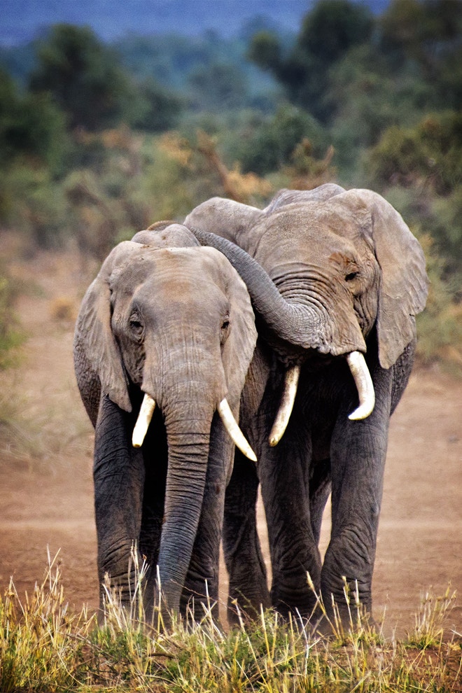 Národní park Amboseli, Keňa