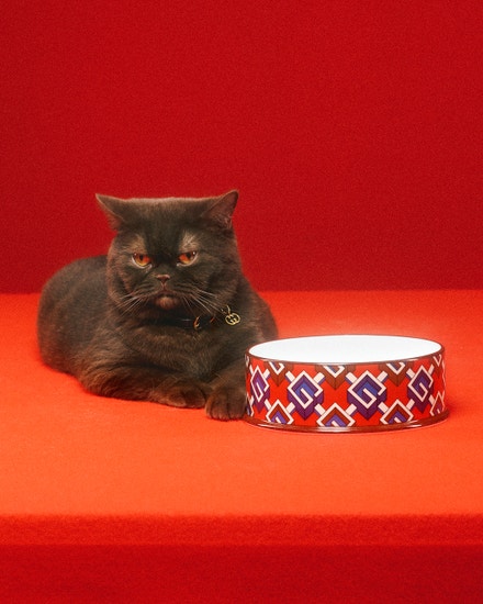 Kolekce Gucci Pet