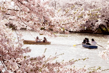 Tajemství sakury: Prožijte svátek třešňových květů Hanami Matsuri všemi smysly