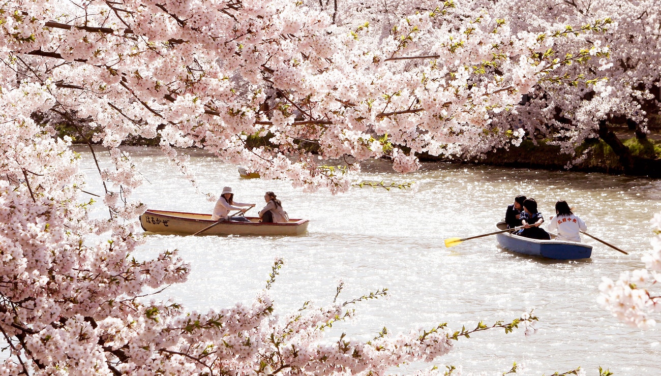Tajemství sakury: Prožijte svátek třešňových květů Hanami Matsuri všemi smysly