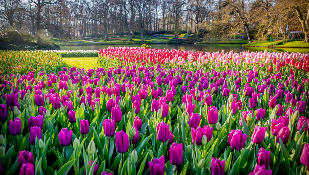 Park Keukenhof – nejkrásnější zahrada na světě 