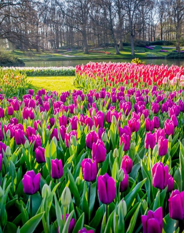 Park Keukenhof – nejkrásnější zahrada na světě 