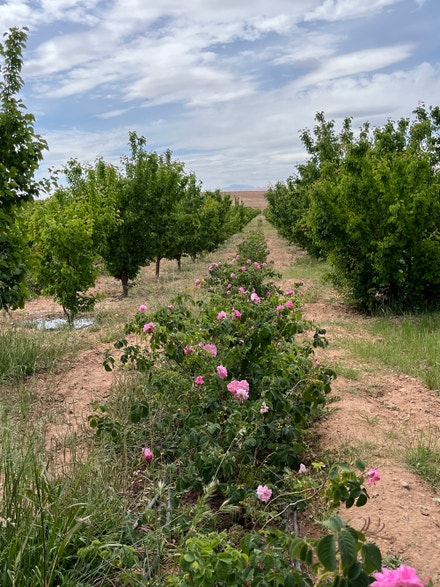 Biodynamické růžové pole v Kalaat M'Gouna v Maroku