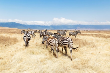 Chráněná oblast Ngorongoro, Tanzánie