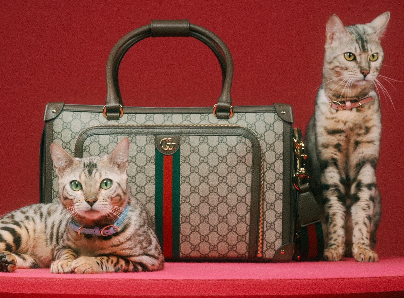 Kolekce Gucci Pet