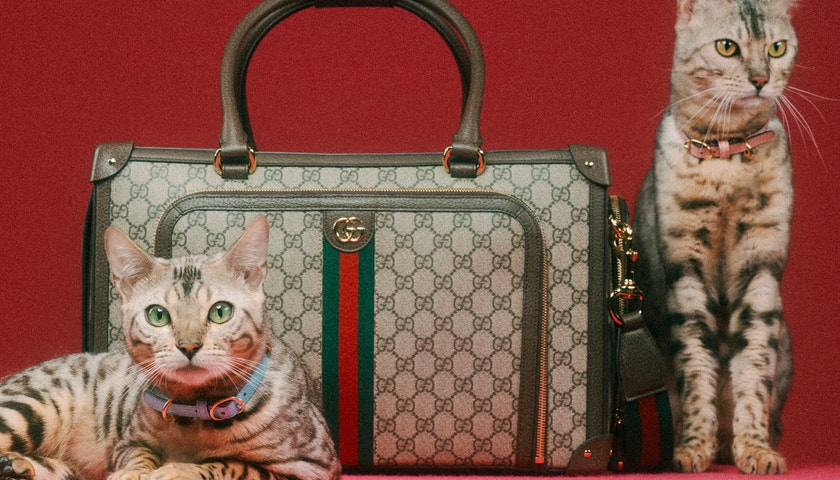 Gucci přináší kolekci pro kočky a psy