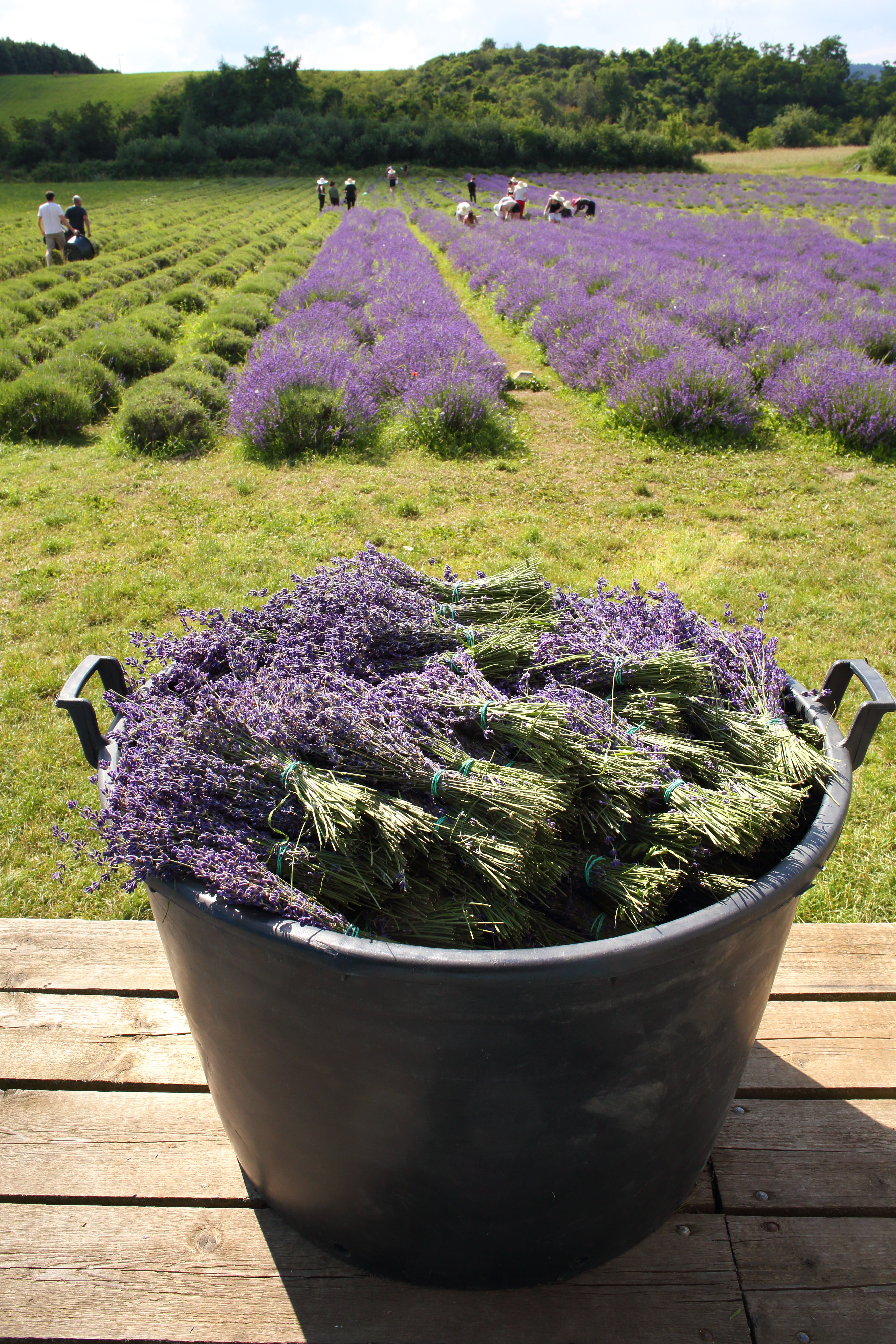 Sklizeň chodouňské levandule