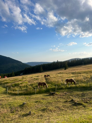 Proč si Česka vážím tím víc, čím jsem starší a čím déle žiju v zahraničí