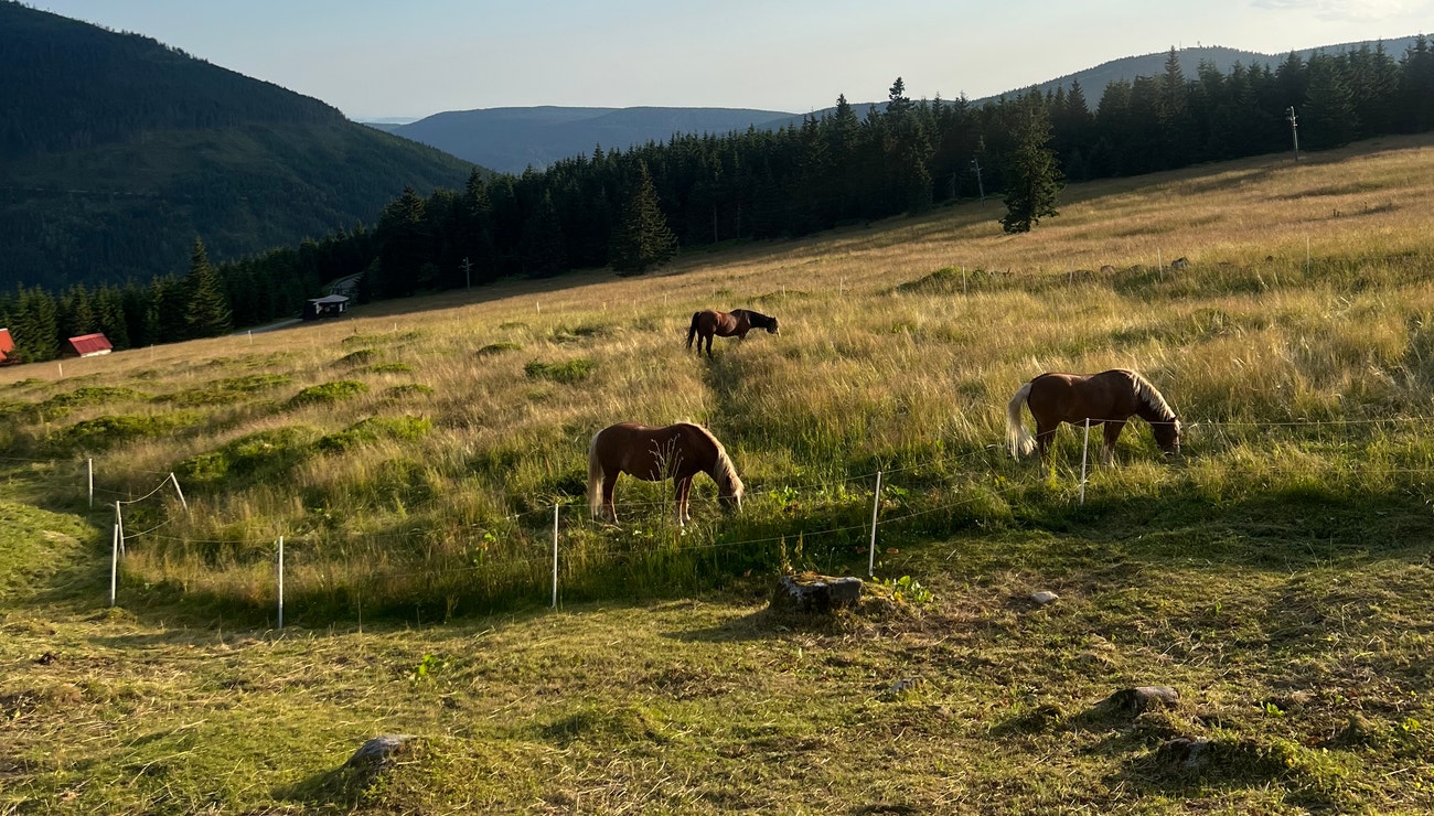 Proč si Česka vážím tím víc, čím jsem starší a čím déle žiju v zahraničí Proč si Česka vážím tím víc, čím jsem starší a čím déle žiju v zahraničí