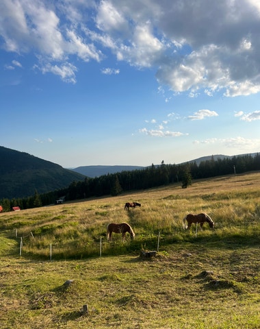 Proč si Česka vážím tím víc, čím jsem starší a čím déle žiju v zahraničí Proč si Česka vážím tím víc, čím jsem starší a čím déle žiju v zahraničí