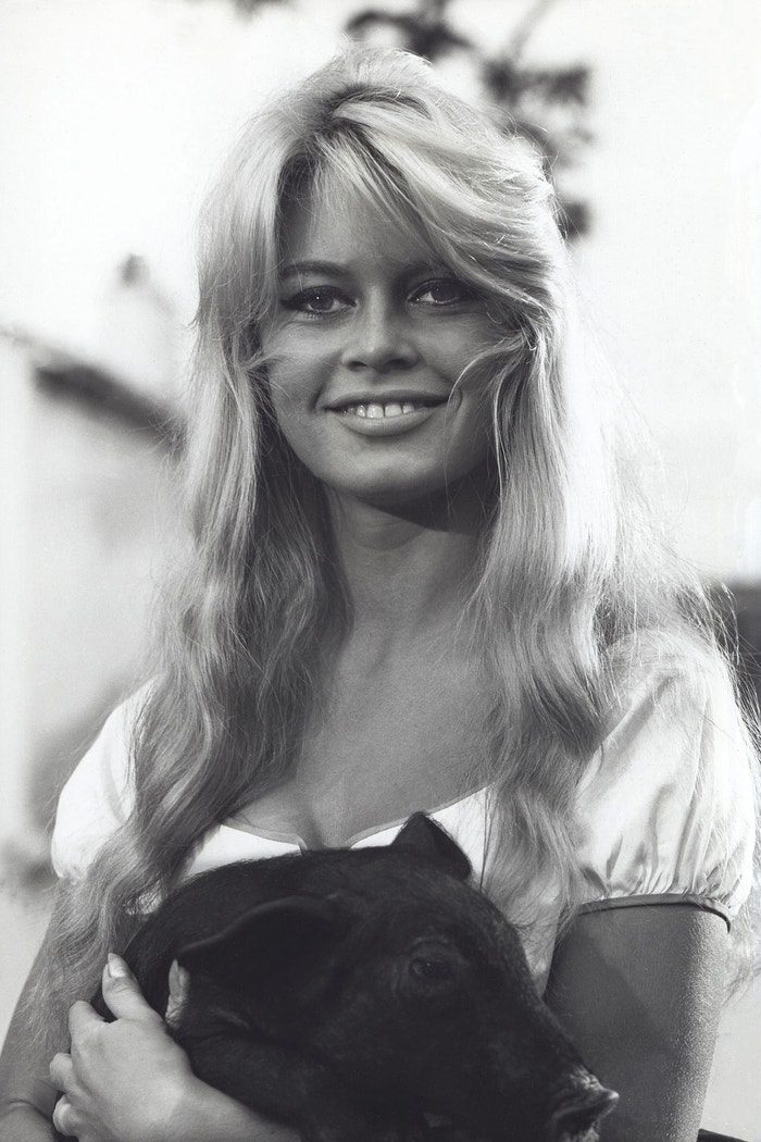 Brigitte Bardot Autor: Alamy