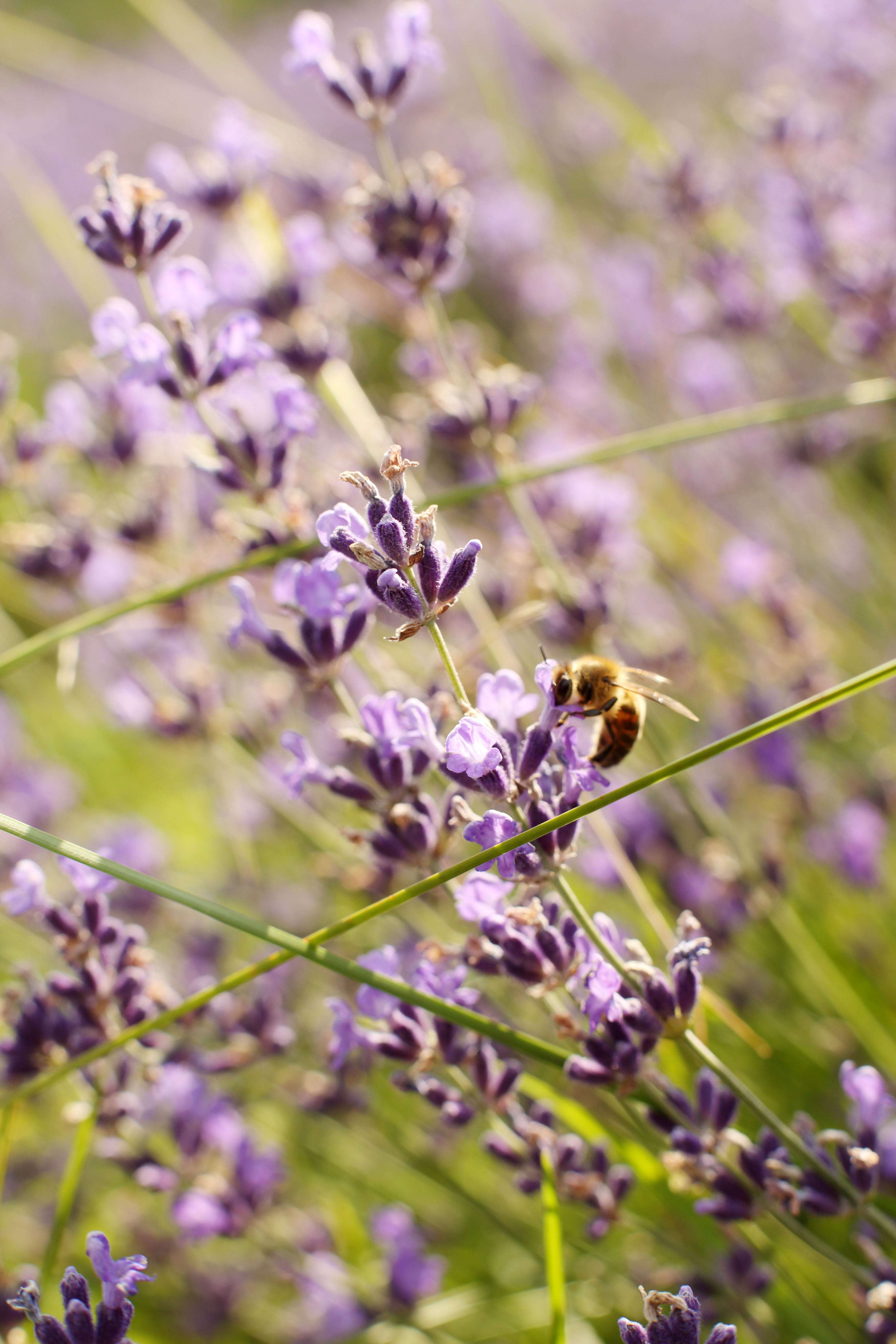 Levandulové údolí v Chodouni