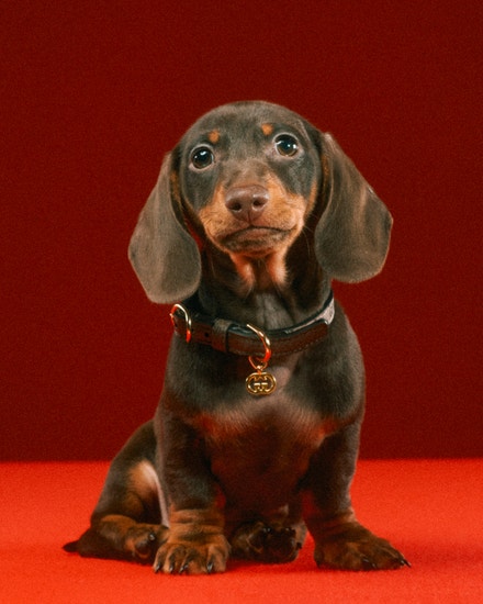 Kolekce Gucci Pet