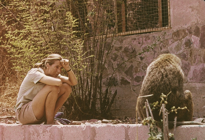 Jane Goodall a africký pavián, 1974