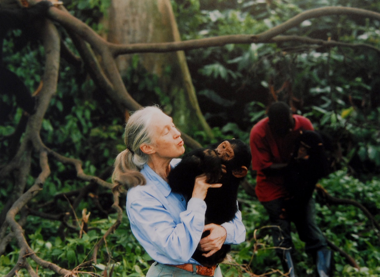 Jane Goodall se šimpanzem, 1995