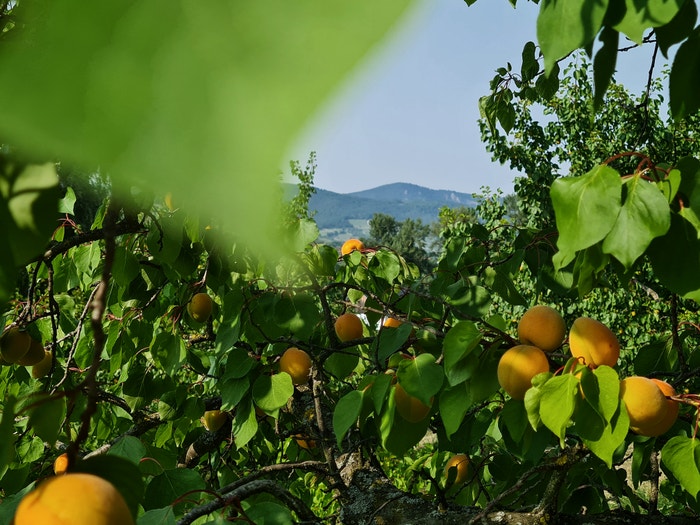 Meruňkové sady ve Wachau